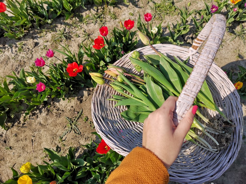 Tip: Tulpenroute door de polder