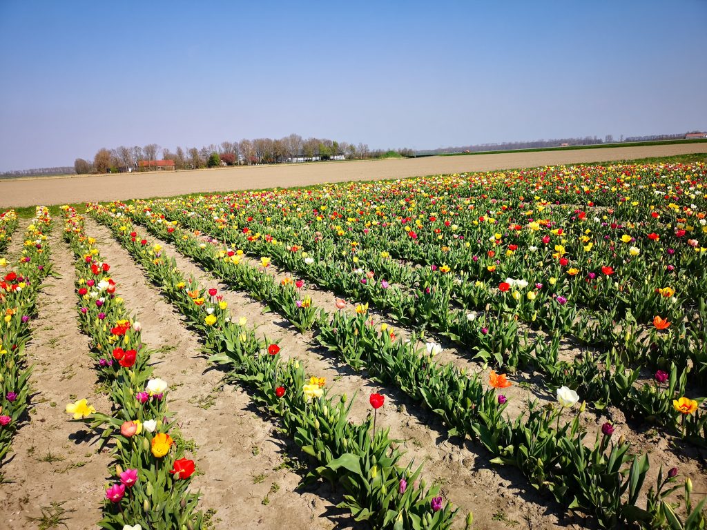 Tip: Tulpenroute door de polder