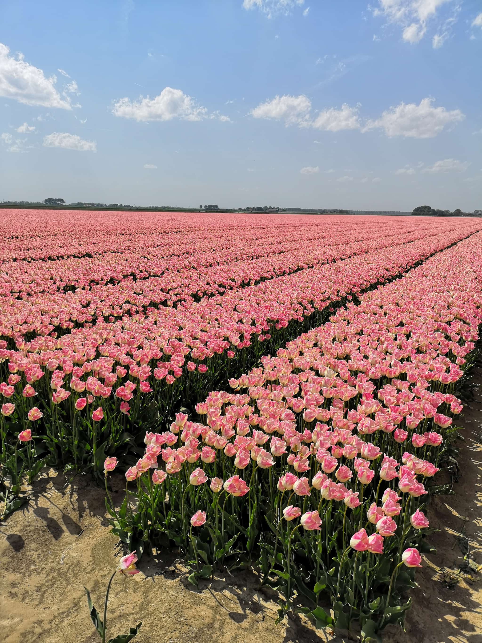 Tip: Tulpenroute door de polder