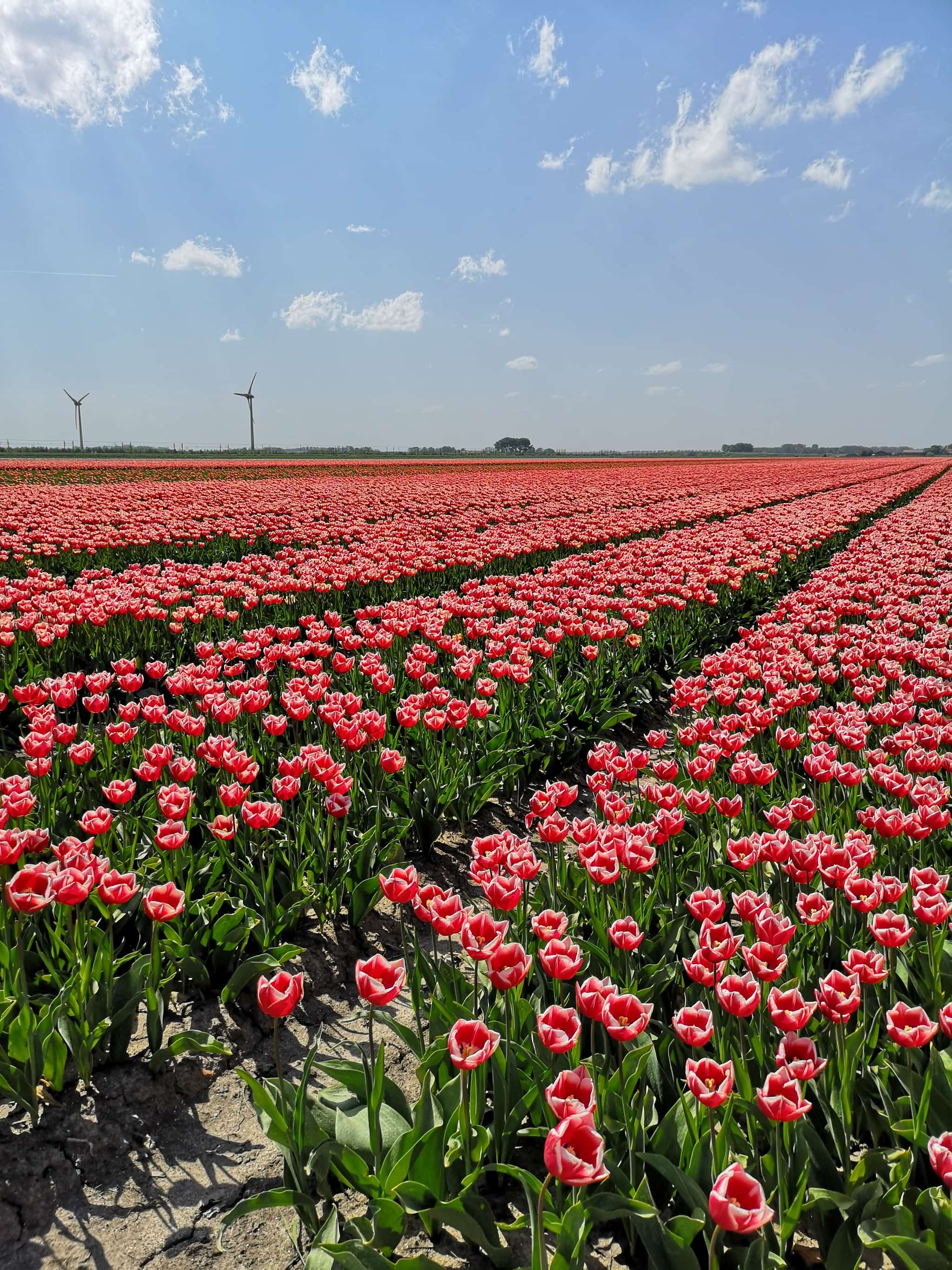 Tip: Tulpenroute door de polder