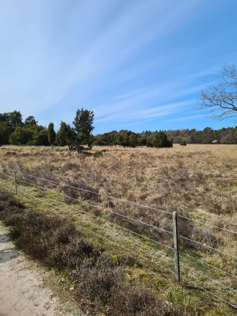 Wandeltip: Plankenpad in Dwingelderveld