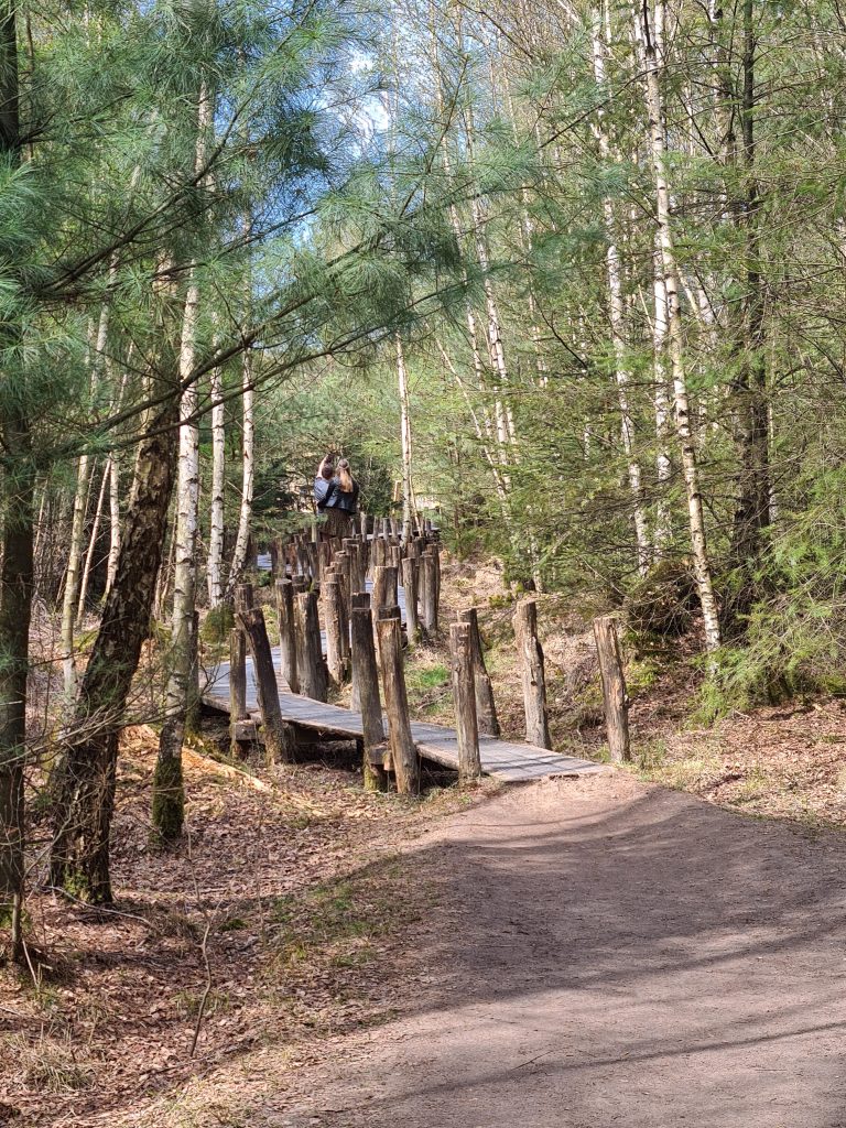 Wandeltip: Plankenpad in Dwingelderveld