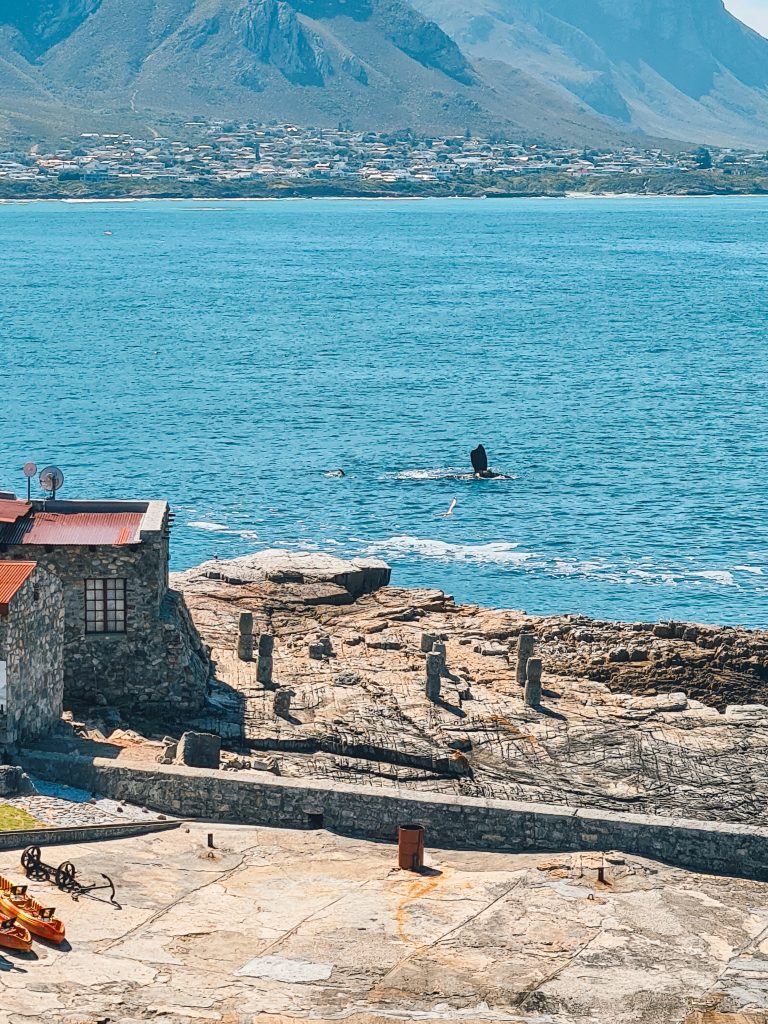 Bezienswaardigheden Kaapstad Walvissen Hermanus