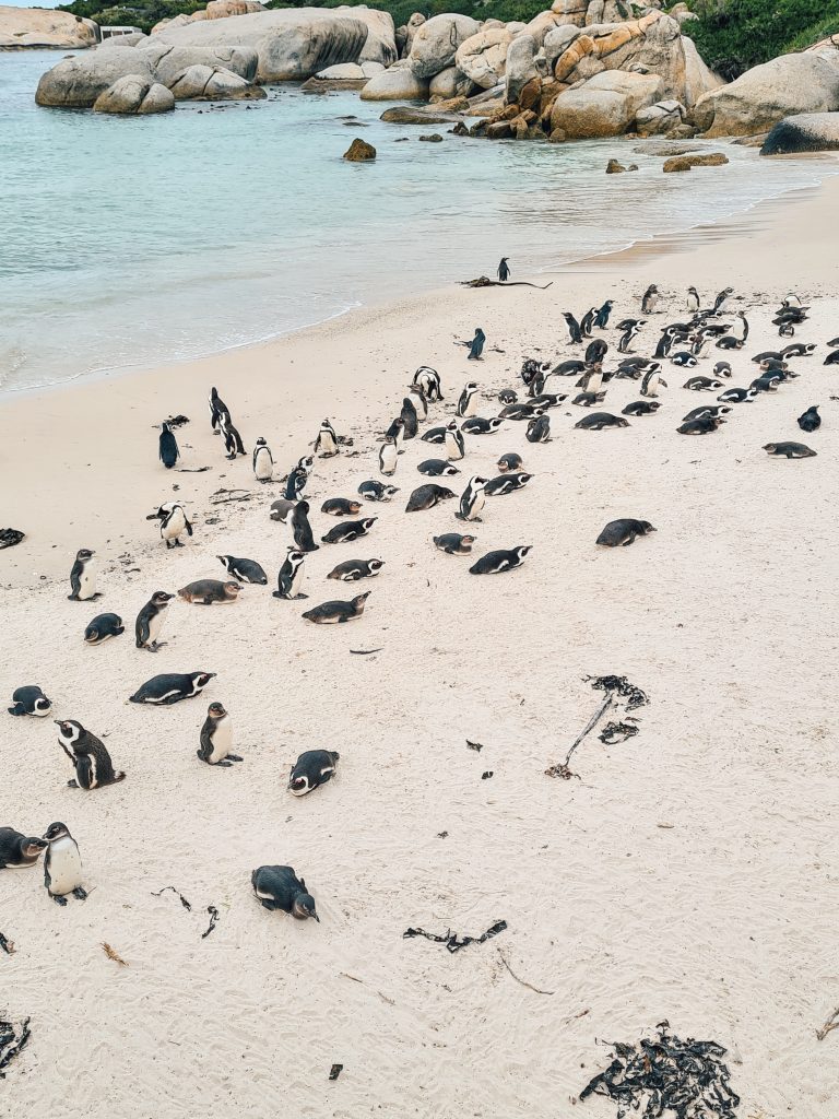 Bezienswaardigheden Kaapstad Pinguïns Boukders Beach