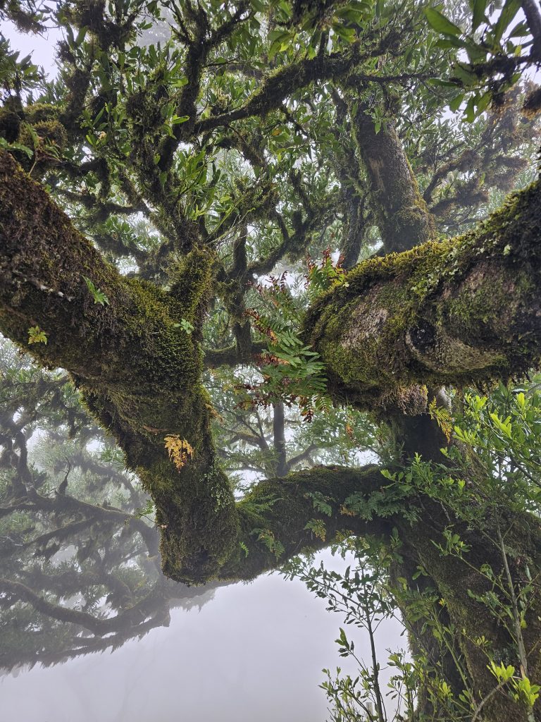 Madeira Bezienswaardigheden