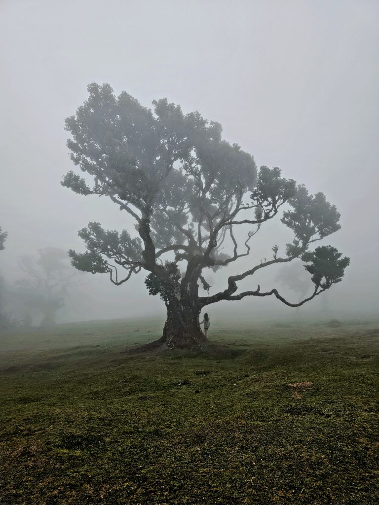 Madeira Bezienswaardigheden