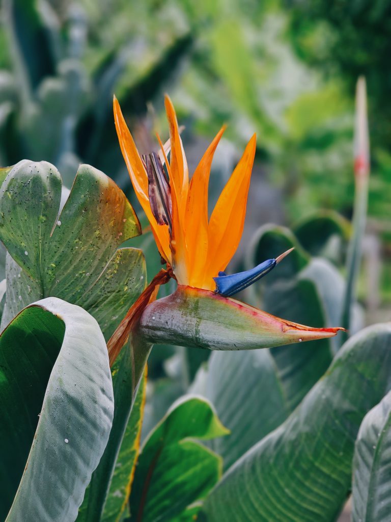 Madeira Bezienswaardigheden