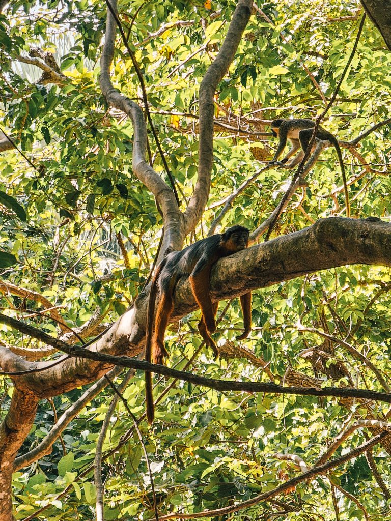 Gambia Bijilo Park