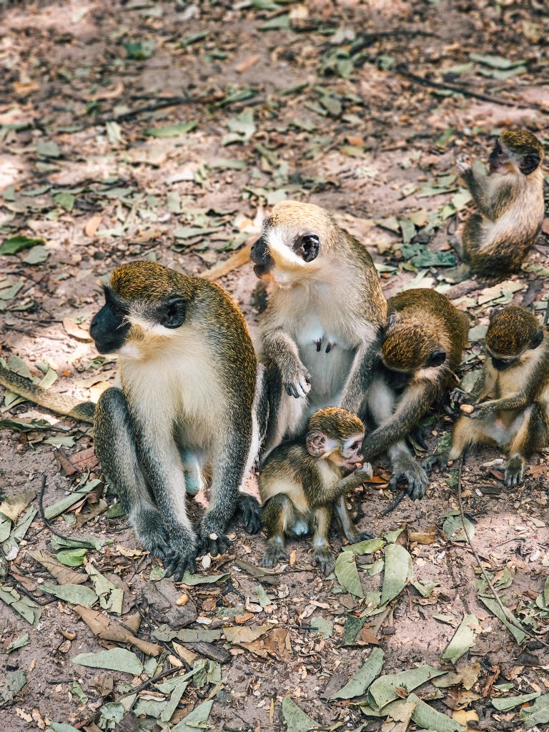 Gambia Bijilo Park