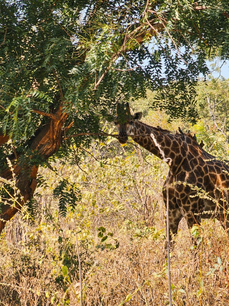 Safari Gambia