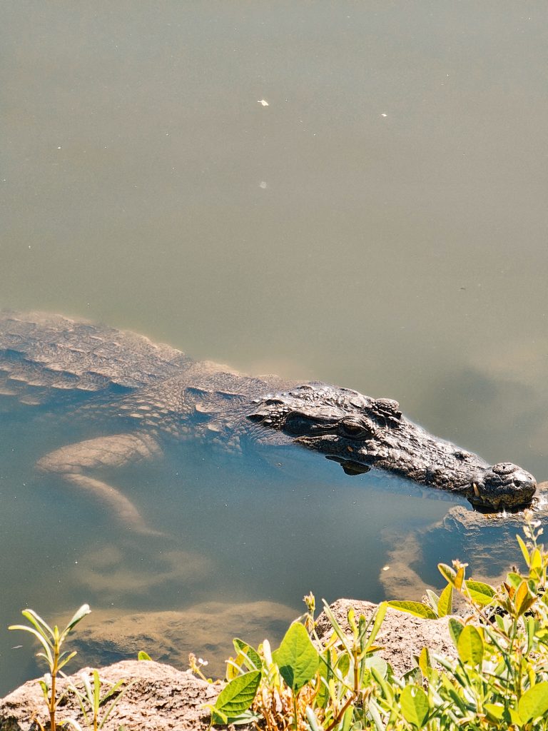 Krokodillen Gambia