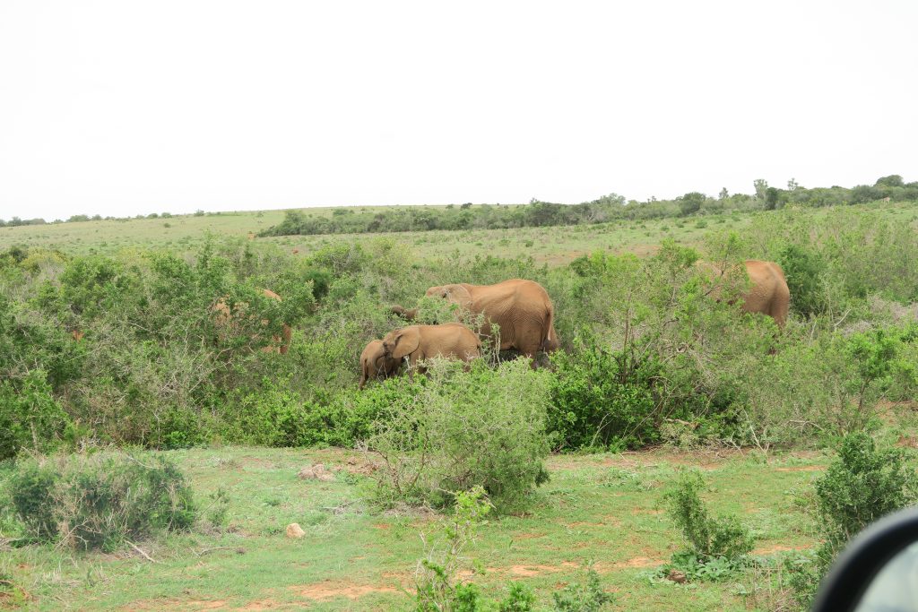 Fotoverslag reis Oost-Kaap Zuid-Afrika