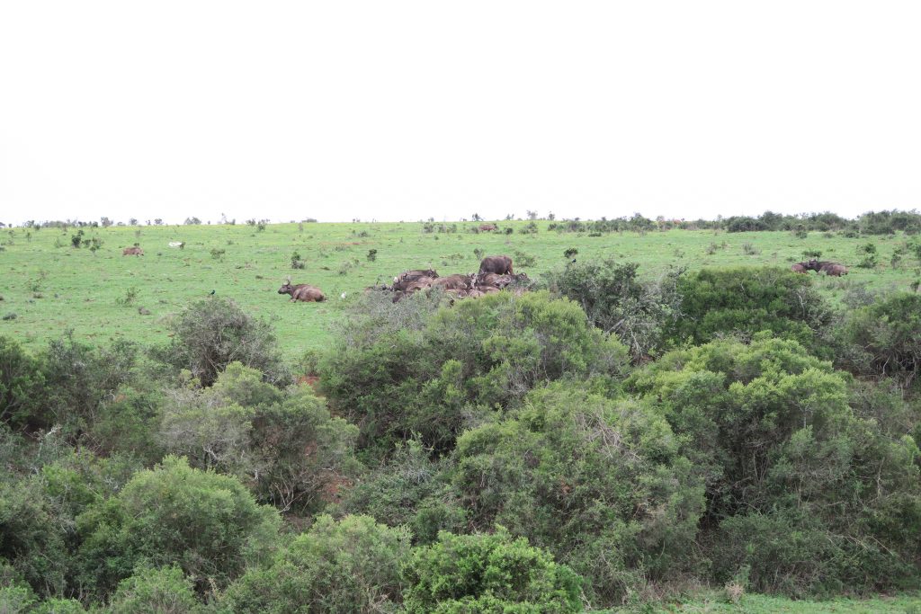 Fotoverslag reis Oost-Kaap Zuid-Afrika