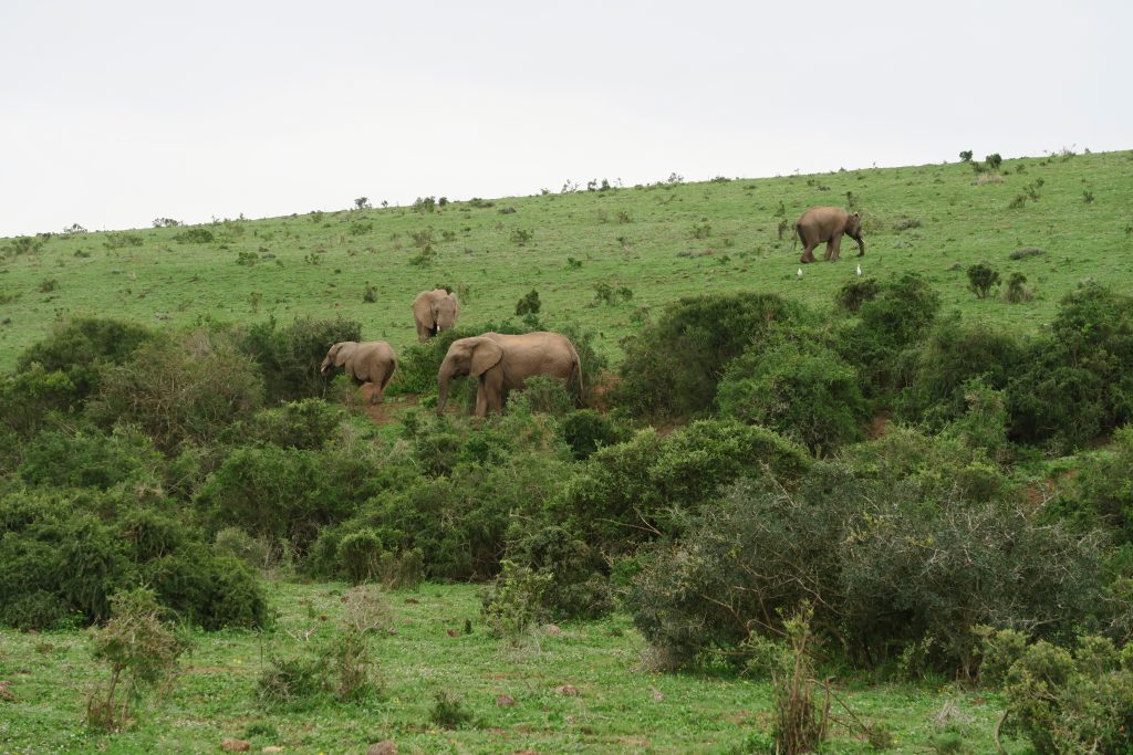 Fotoverslag reis Oost-Kaap Zuid-Afrika