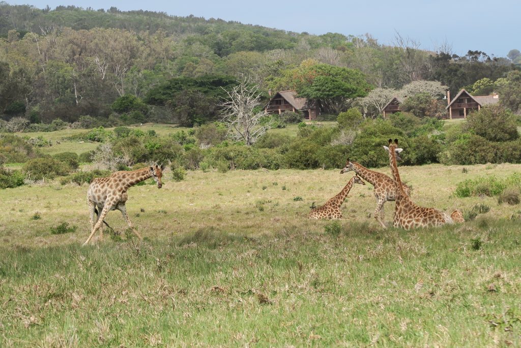 Fotoverslag reis Oost-Kaap Zuid-Afrika