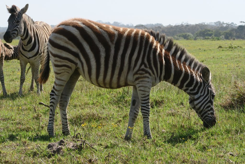 Fotoverslag reis Oost-Kaap Zuid-Afrika