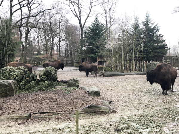 Dagje Nordhorn kerstmarkt en dierentuin