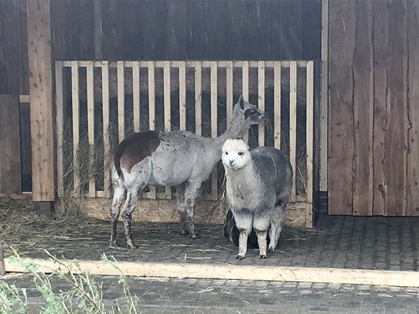 Dagje Nordhorn kerstmarkt en dierentuin