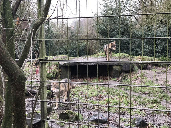 Dagje Nordhorn kerstmarkt en dierentuin