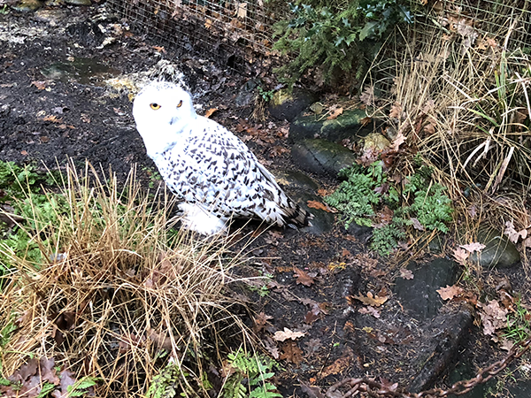 Dagje Nordhorn kerstmarkt en dierentuin