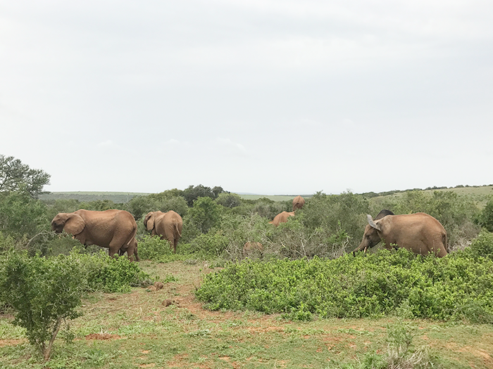 De mooiste plekken in Zuid-Afrika rondom de Oost-kaap