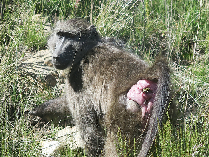 De mooiste plekken in Zuid-Afrika rondom de Oost-kaap