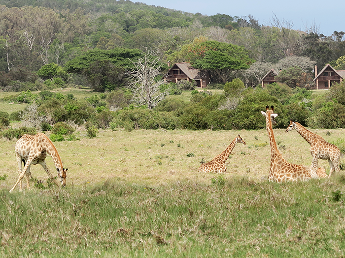 De mooiste plekken in Zuid-Afrika rondom de Oost-kaap