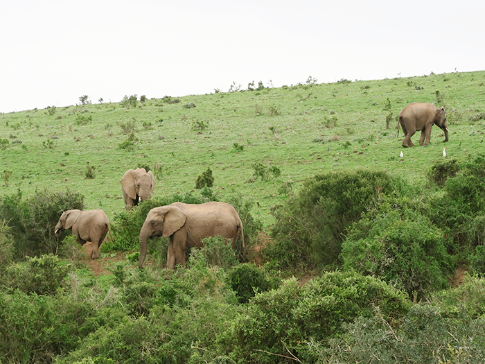 De mooiste plekken in Zuid-Afrika rondom de Oost-kaap