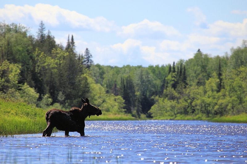 De natuur ontdekken in de staat Minnesota, Amerika