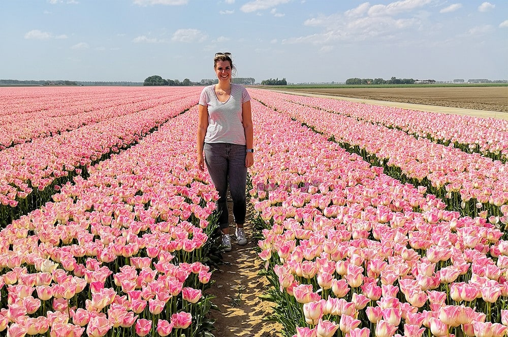 Tip: Tulpenroute door de Flevoland polder